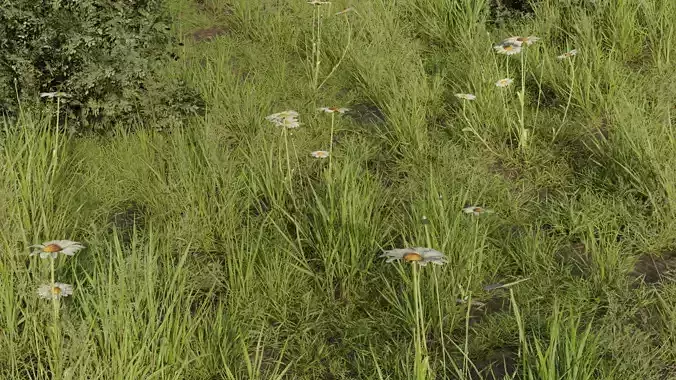 Daisy daisies in grassy field