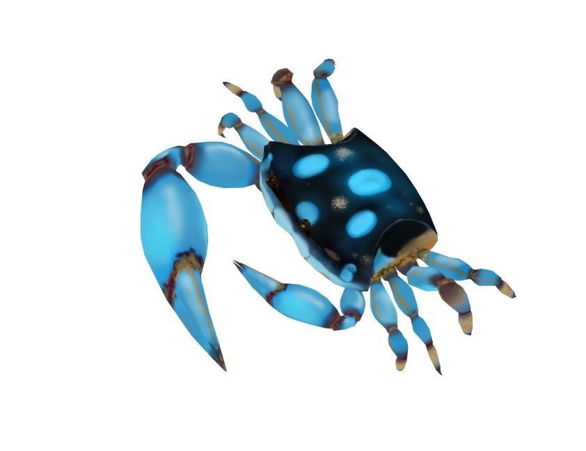 Cute Crab Low-poly 3D model_3