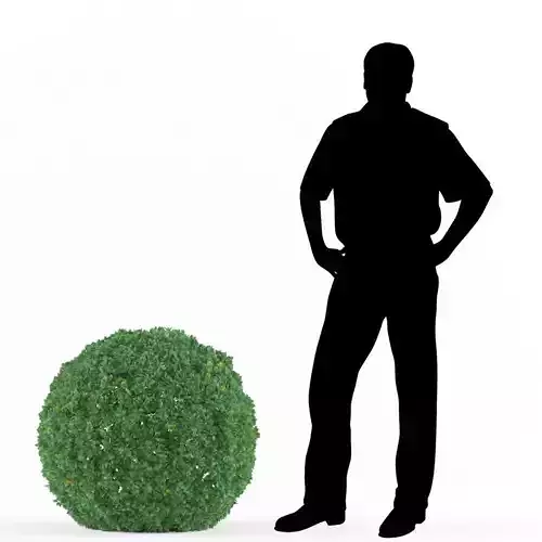 Buxus bush  Free 3D model