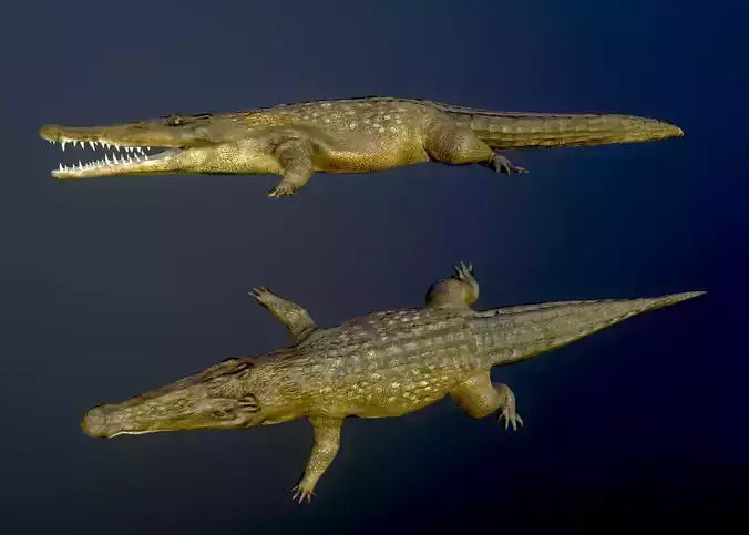 Crocodile Alligator  Cayman Reptilian Vertebrata Chordata 