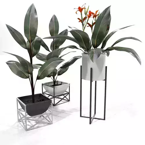 Canna plant set red 3D model