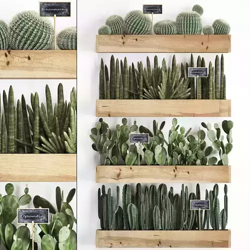 Cactus set wall decor vertical garden 42