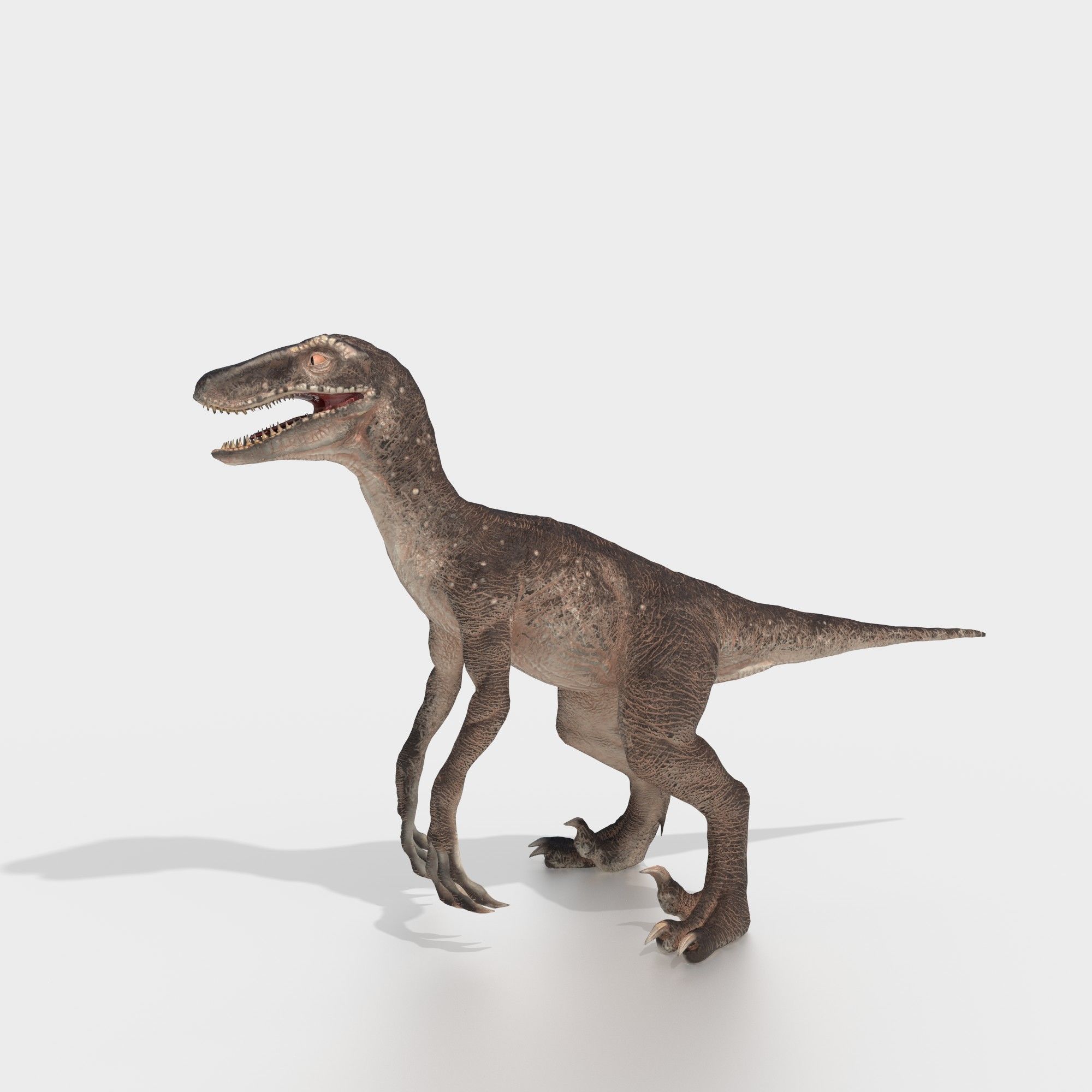 velociraptor dinosaur Low-poly 3D model_5