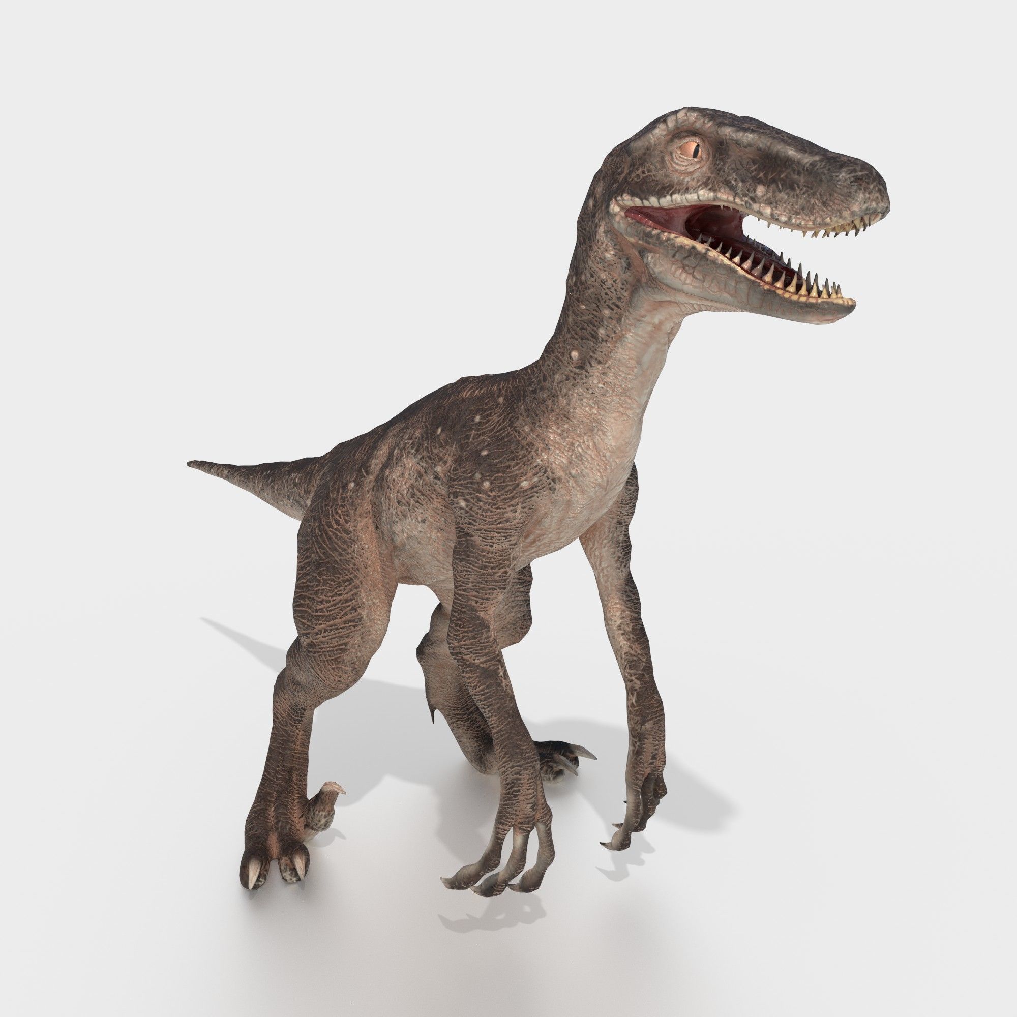 velociraptor dinosaur Low-poly 3D model_3