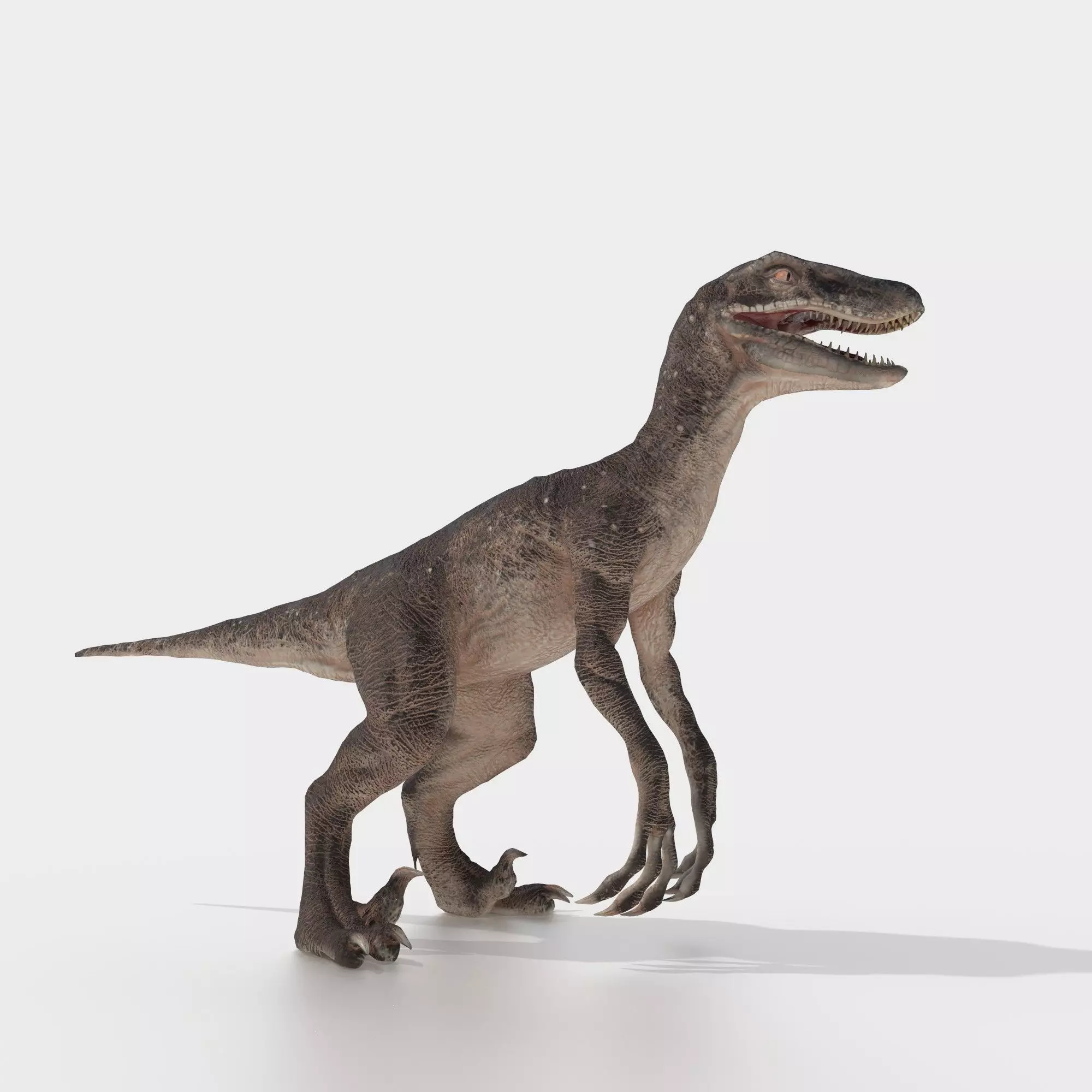 velociraptor dinosaur Low-poly 3D model_0