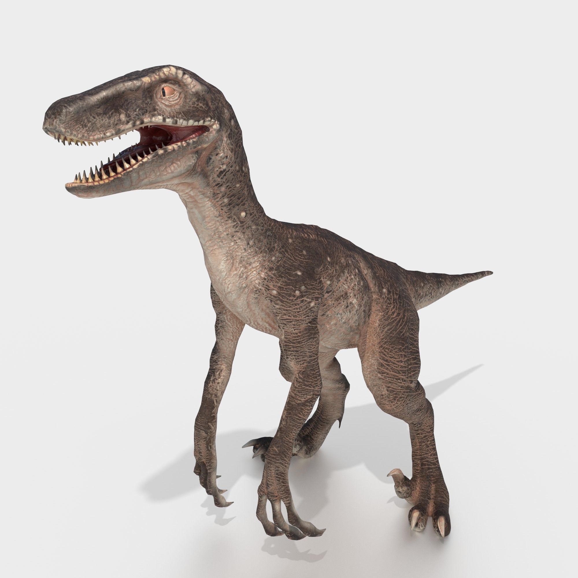 velociraptor dinosaur Low-poly 3D model_4