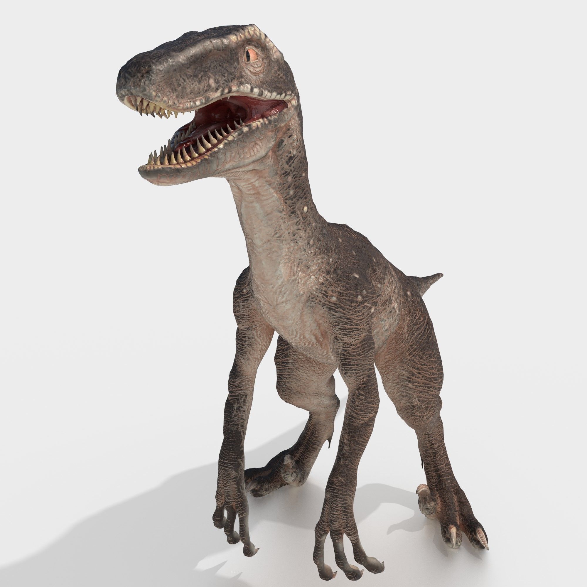 velociraptor dinosaur Low-poly 3D model_2