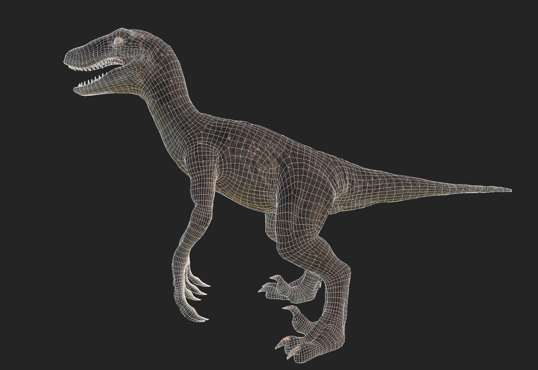 velociraptor dinosaur Low-poly 3D model_13