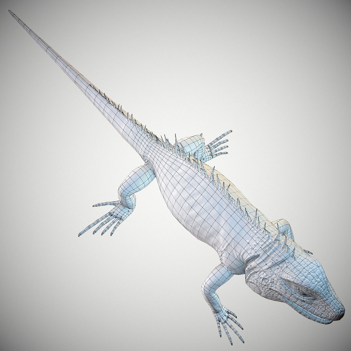 American Iguana Low-poly 3D model_17