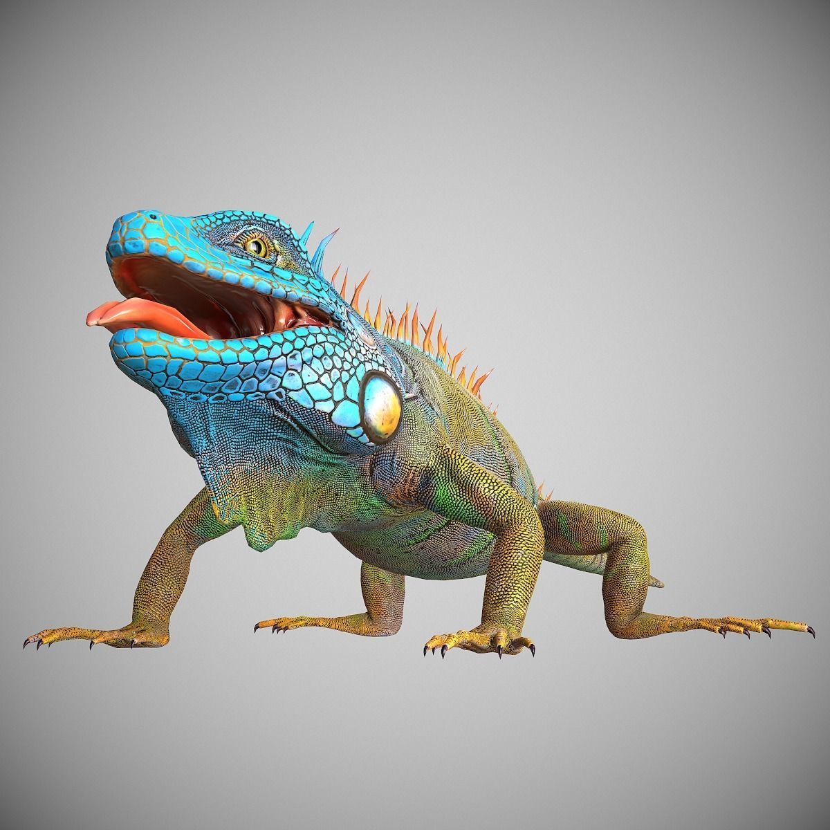 American Iguana Low-poly 3D model_5