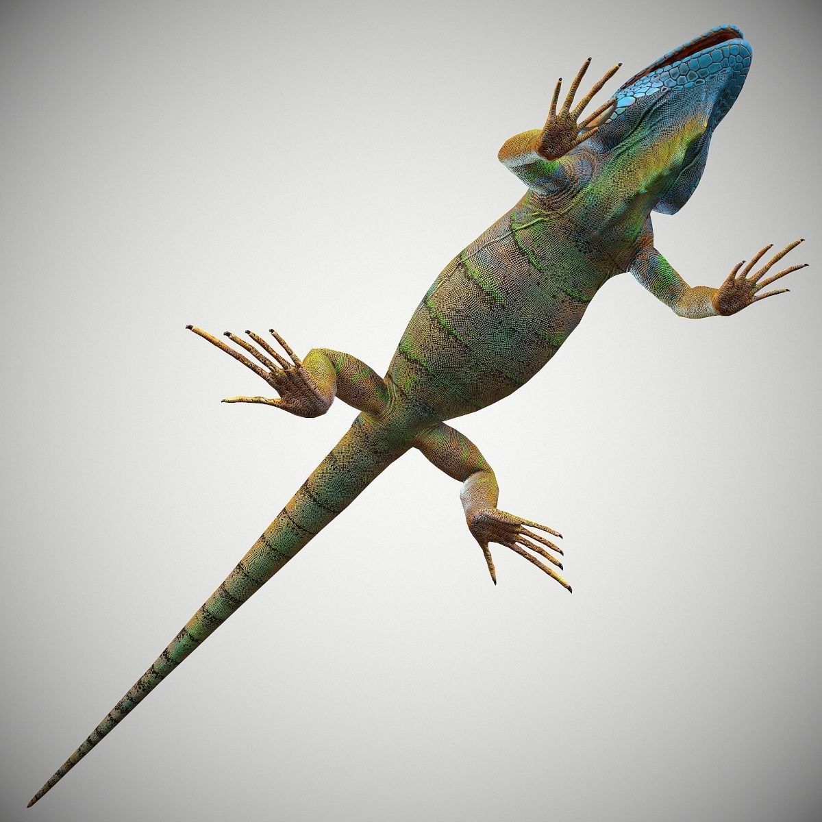 American Iguana Low-poly 3D model_8