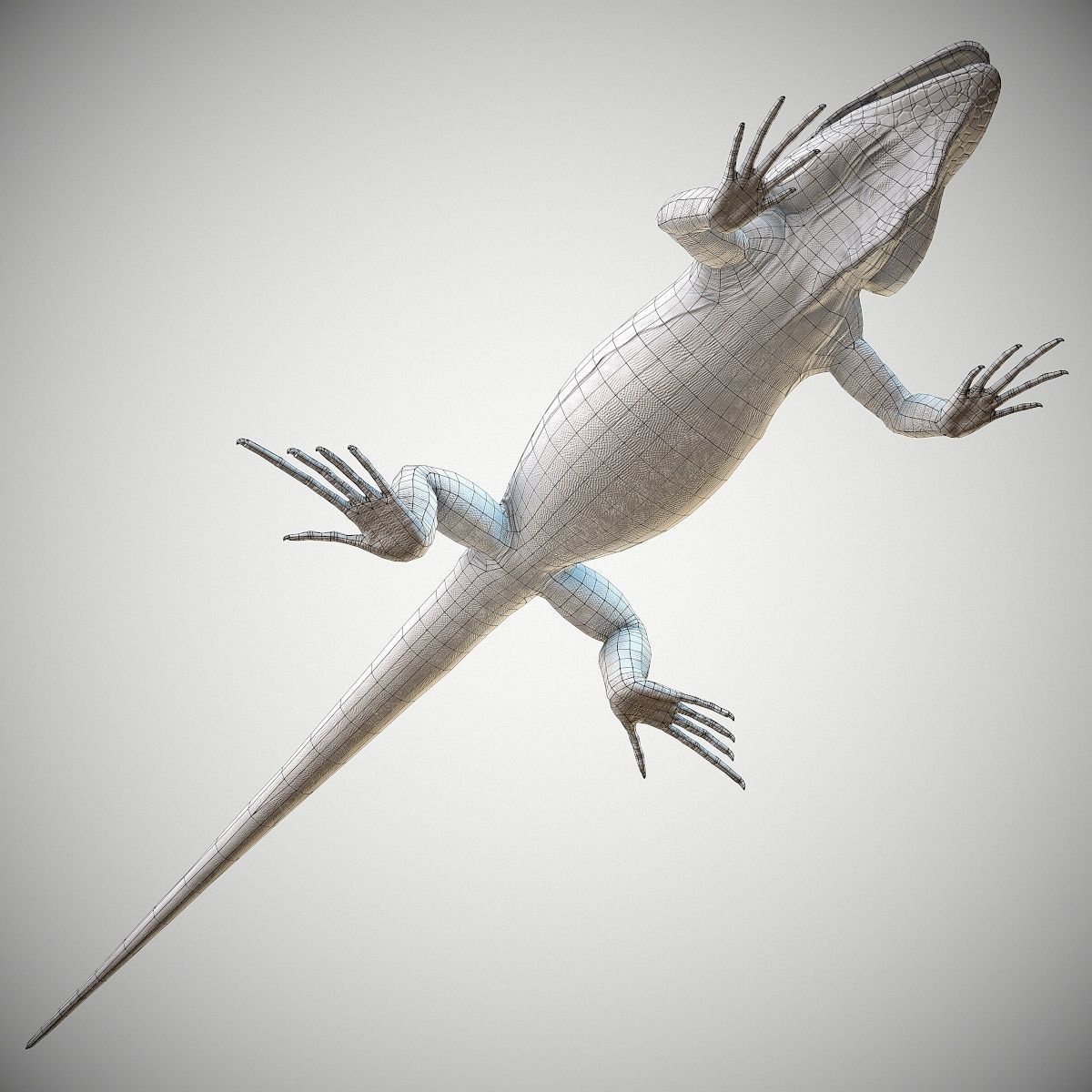 American Iguana Low-poly 3D model_16