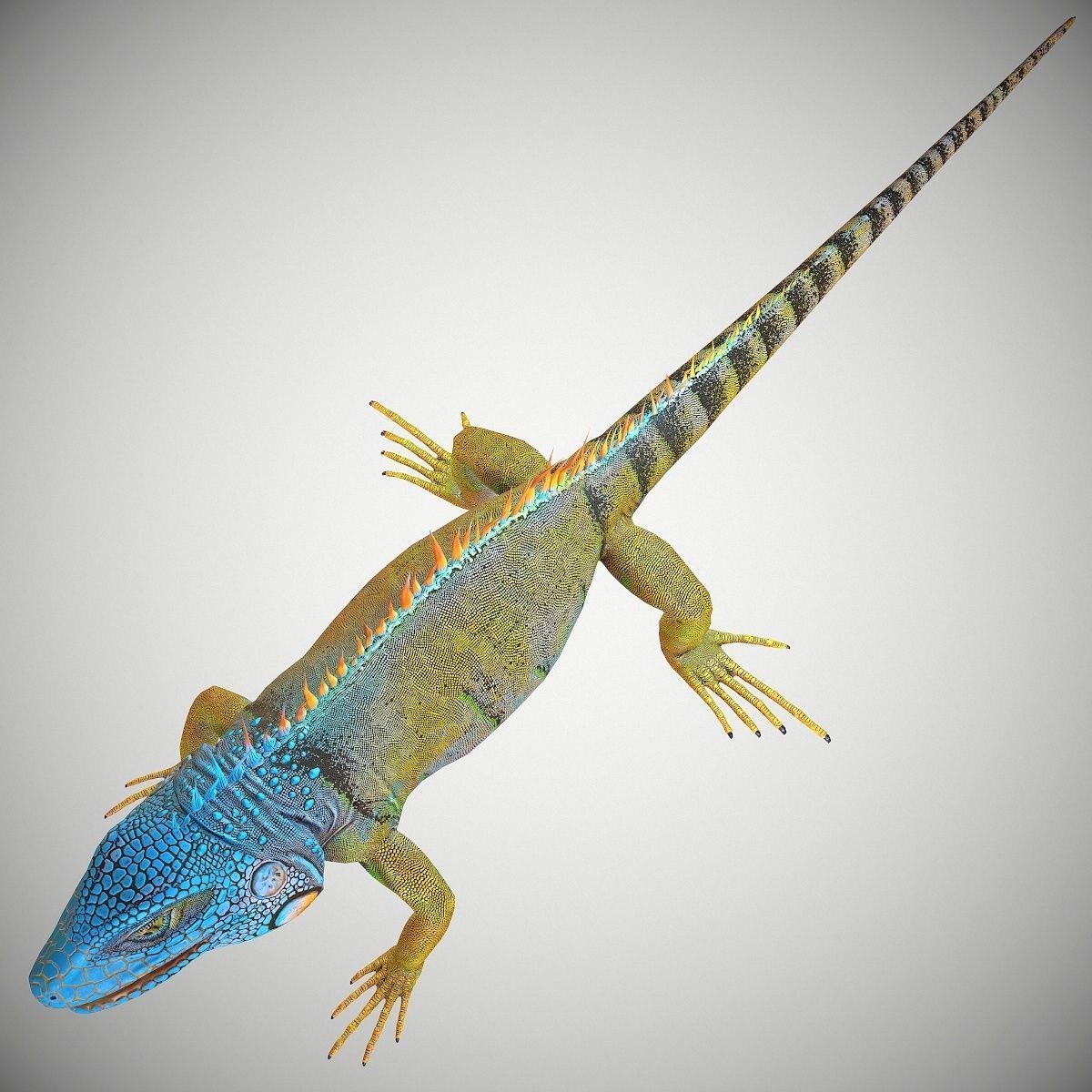 American Iguana Low-poly 3D model_7