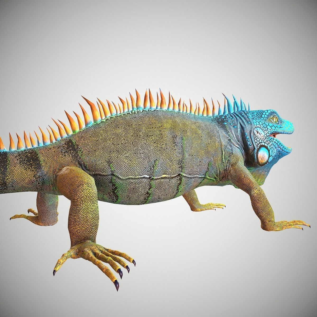 American Iguana Low-poly 3D model_3
