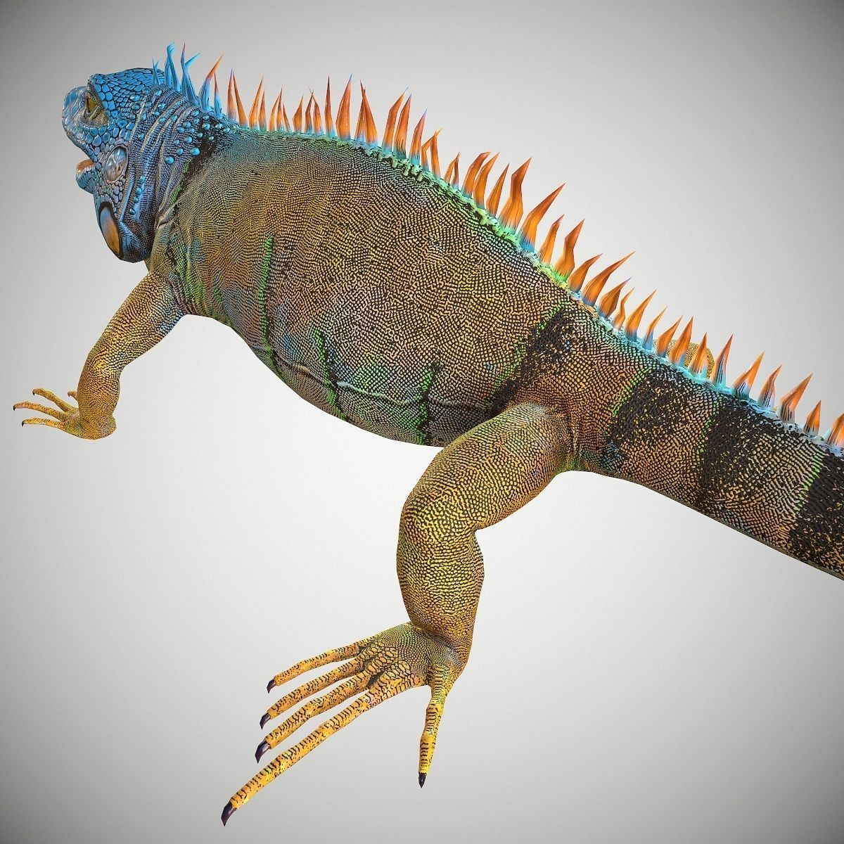 American Iguana Low-poly 3D model_4
