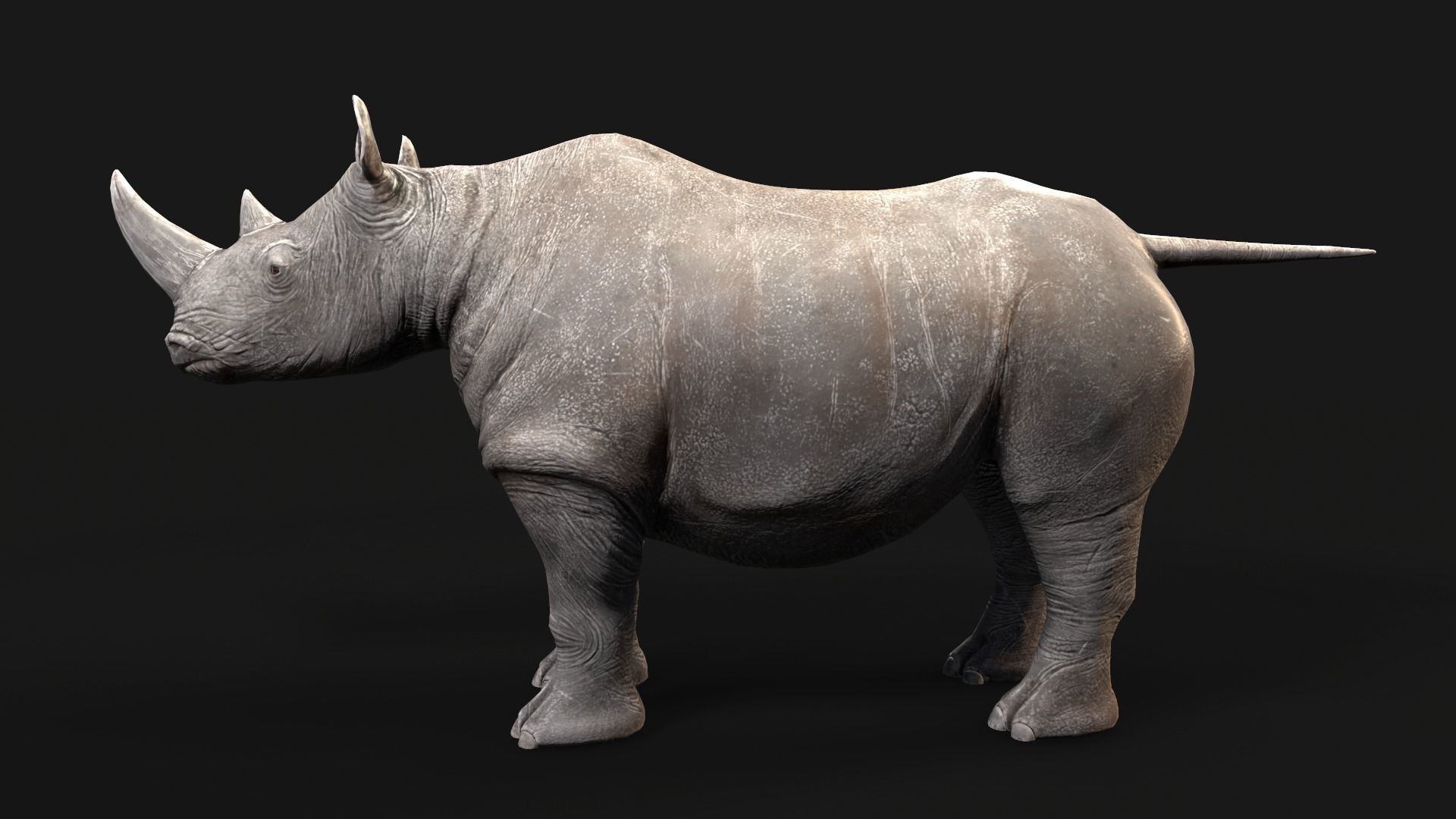 Rhino rhinoceros Low-poly 3D model_2