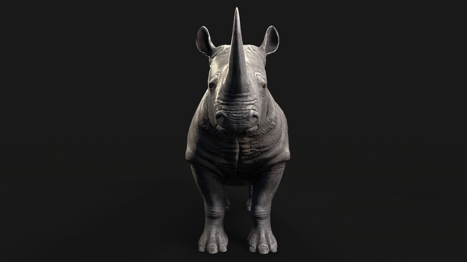 Rhino rhinoceros Low-poly 3D model_1
