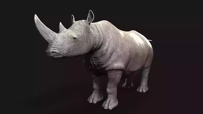 Rhino rhinoceros