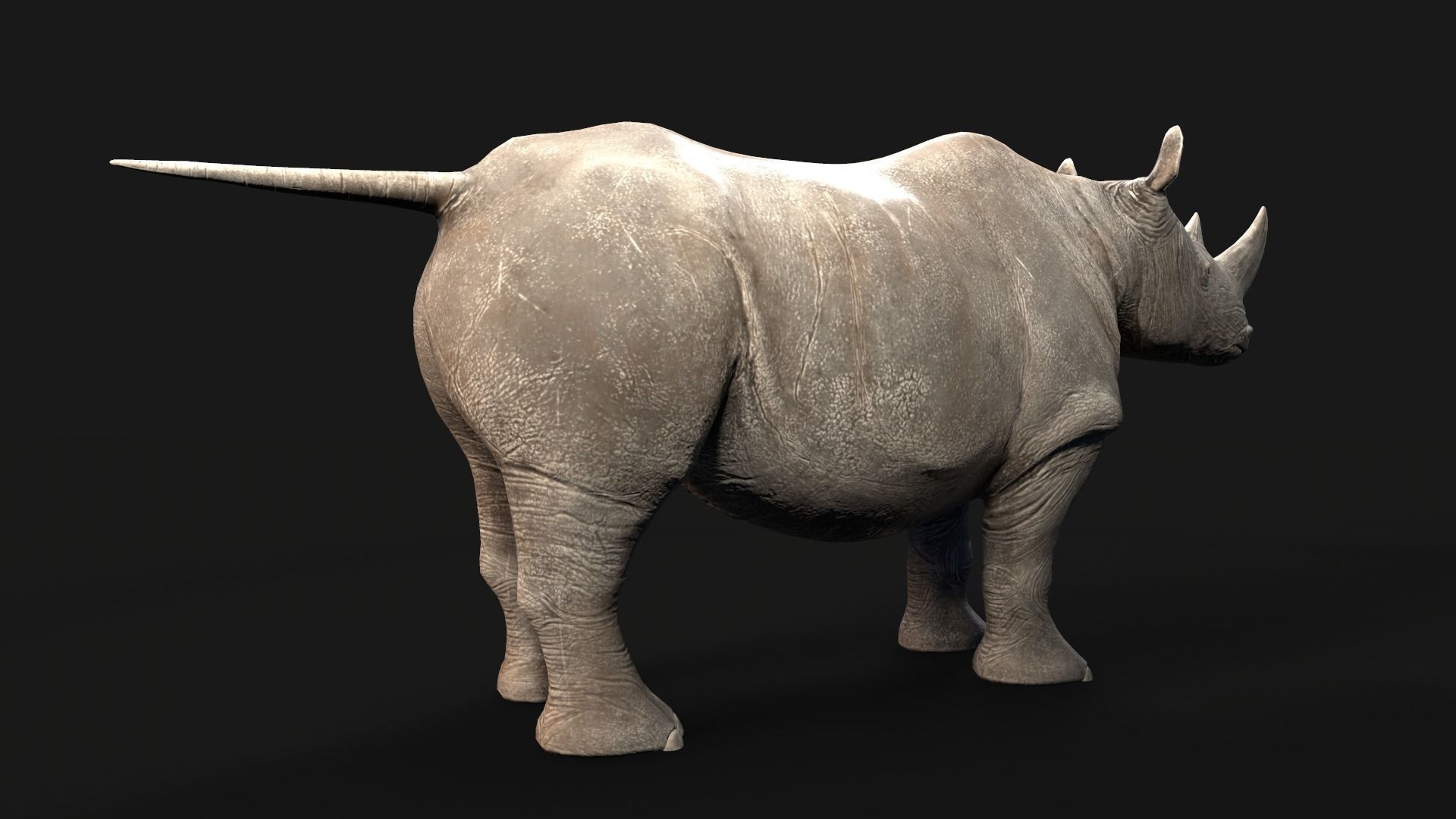 Rhino rhinoceros Low-poly 3D model_3