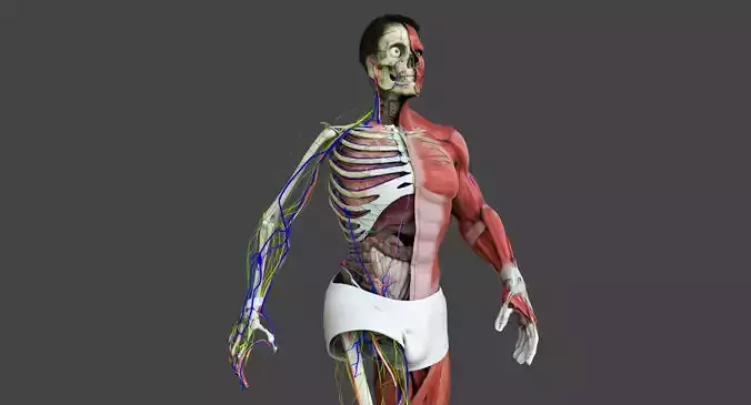 Motion Capture Male Anatomy Low-poly 3D model
