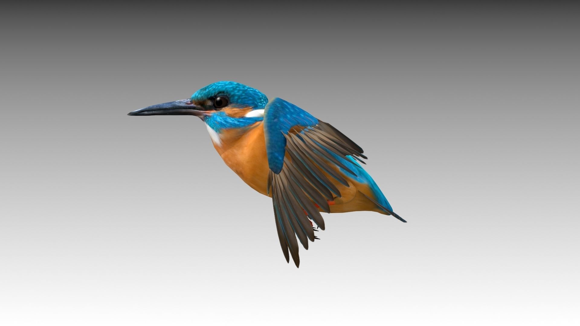 Kingfisher Low-poly 3D model_3