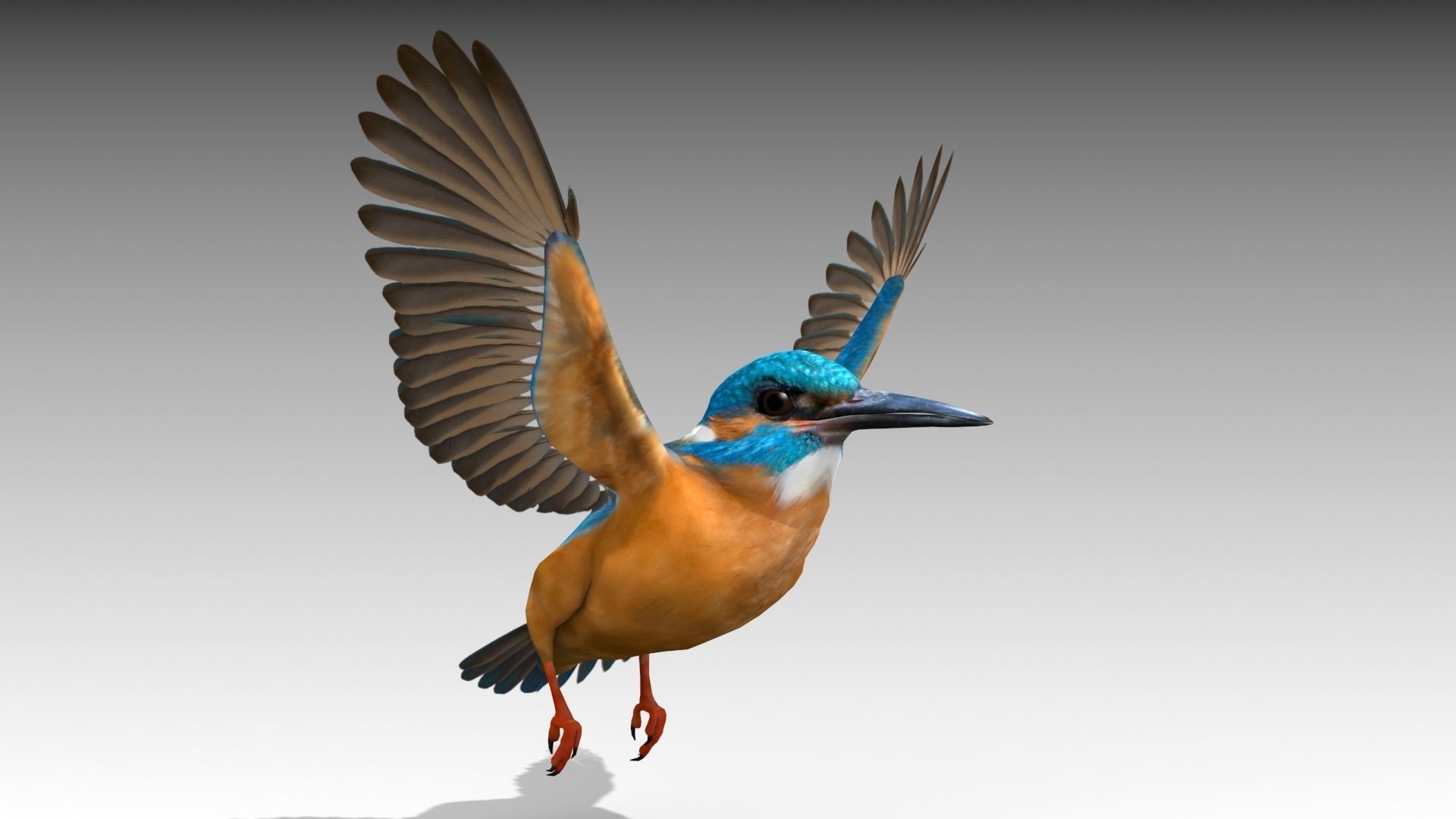 Kingfisher Low-poly 3D model_8