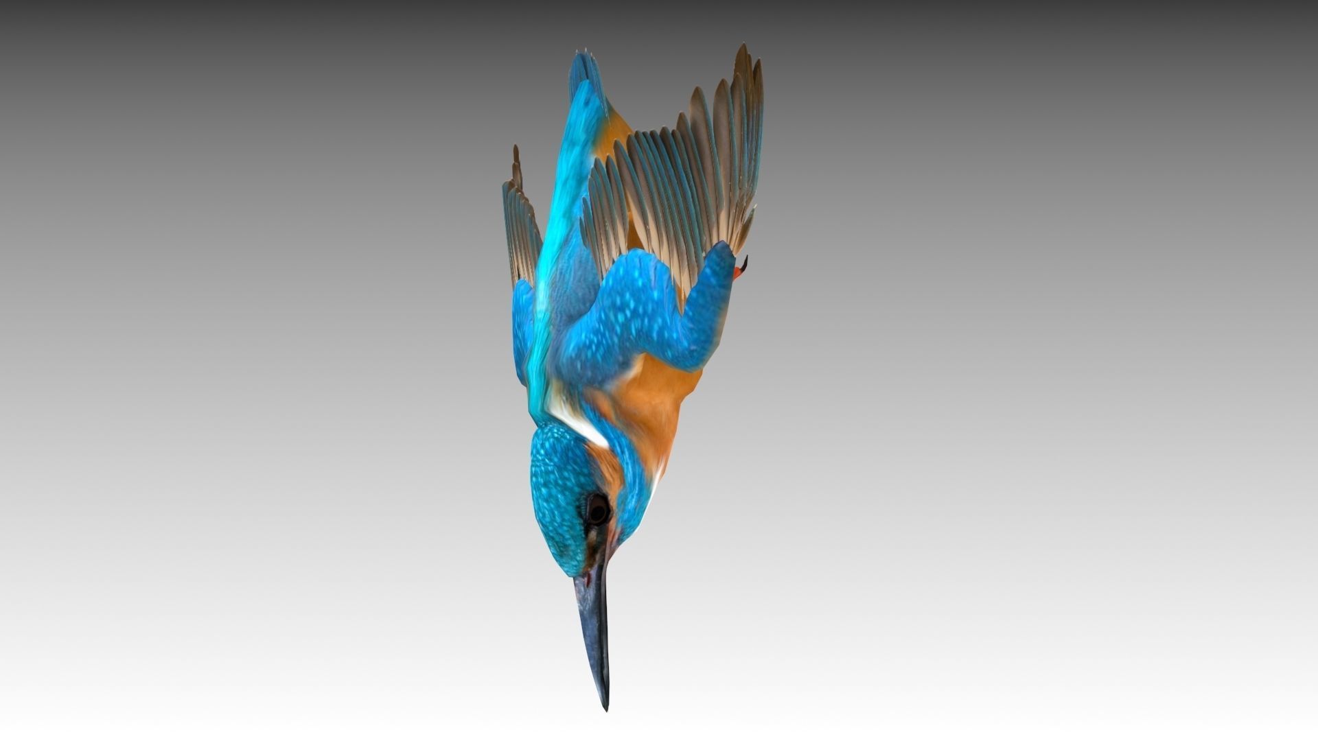 Kingfisher Low-poly 3D model_6