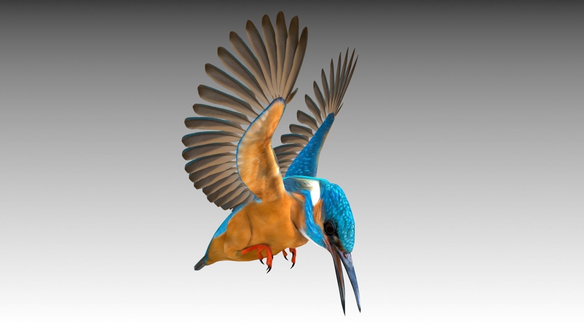 Kingfisher Low-poly 3D model_5