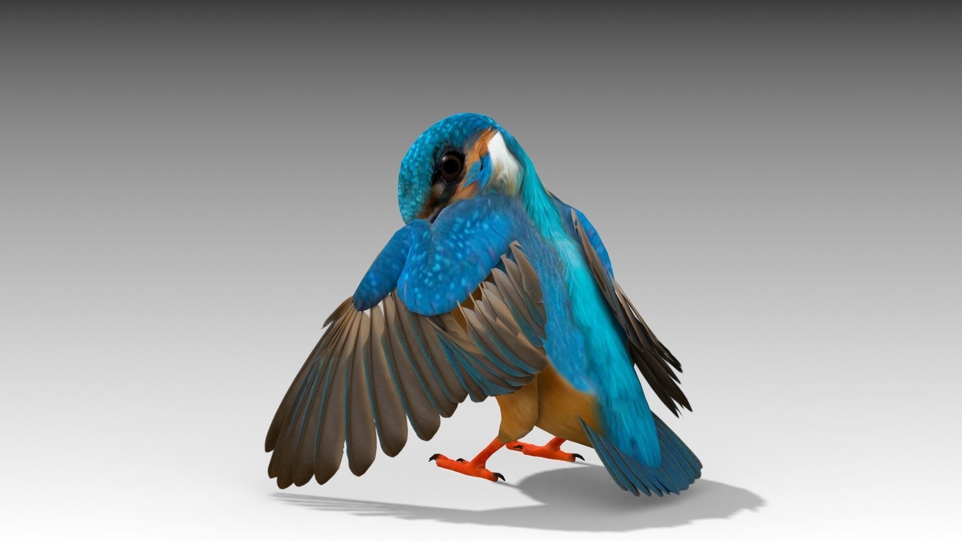 Kingfisher Low-poly 3D model_9