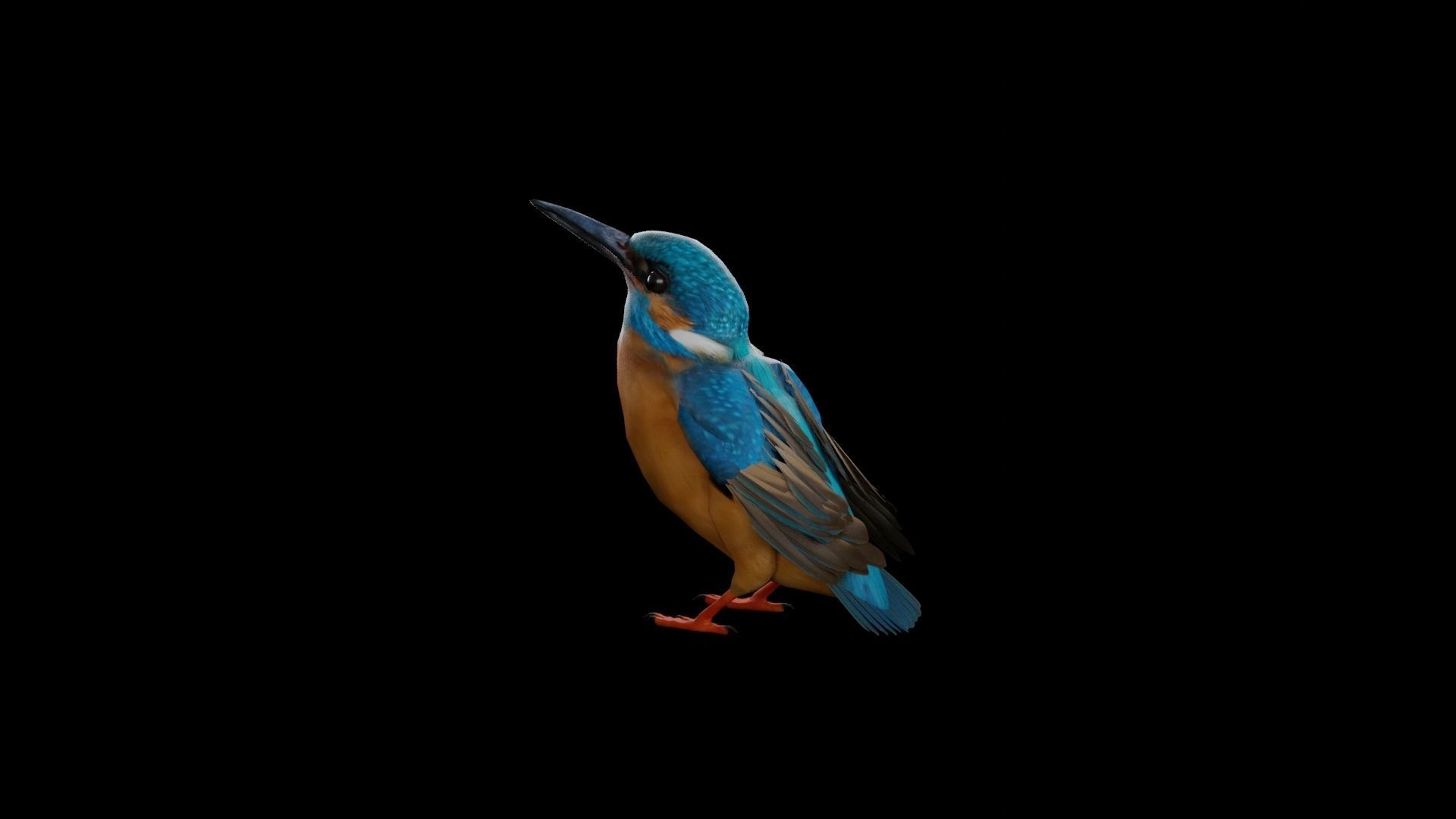 Kingfisher Low-poly 3D model_11