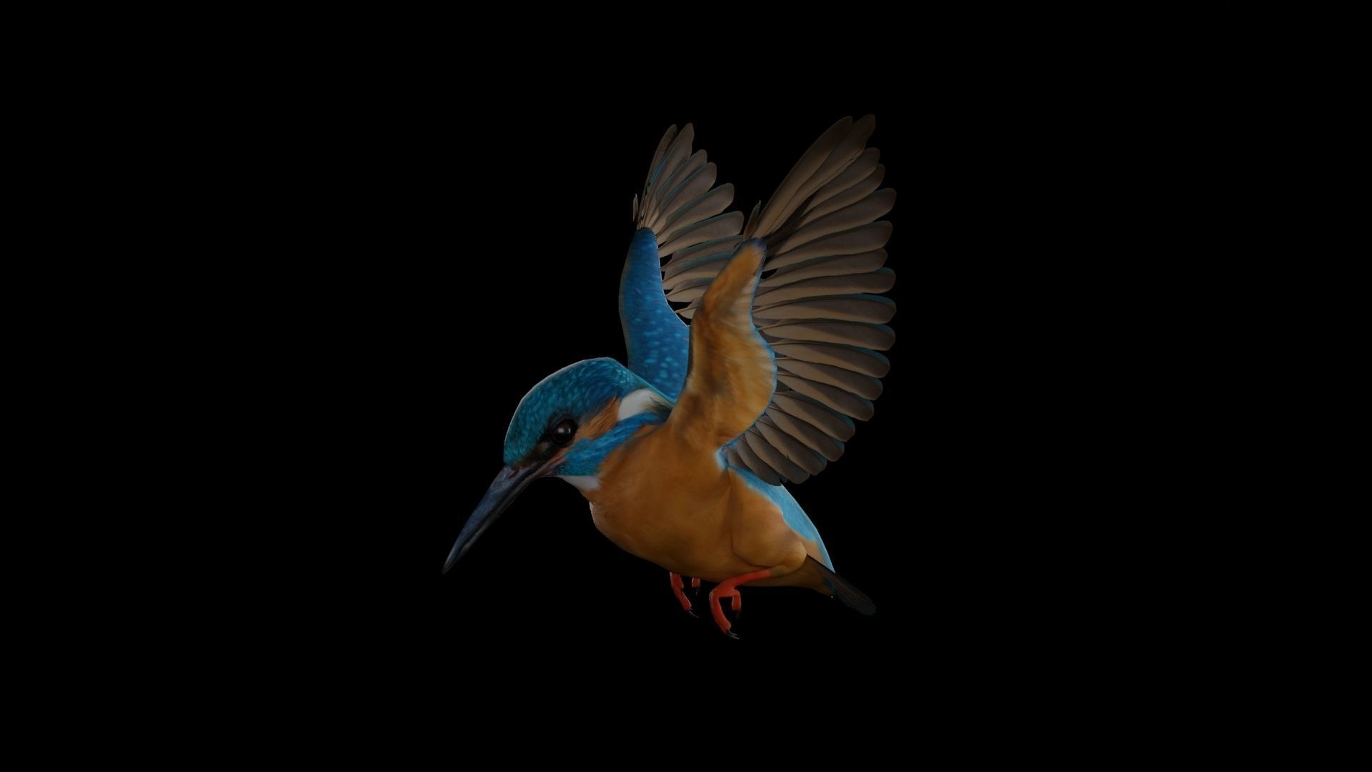 Kingfisher Low-poly 3D model_12