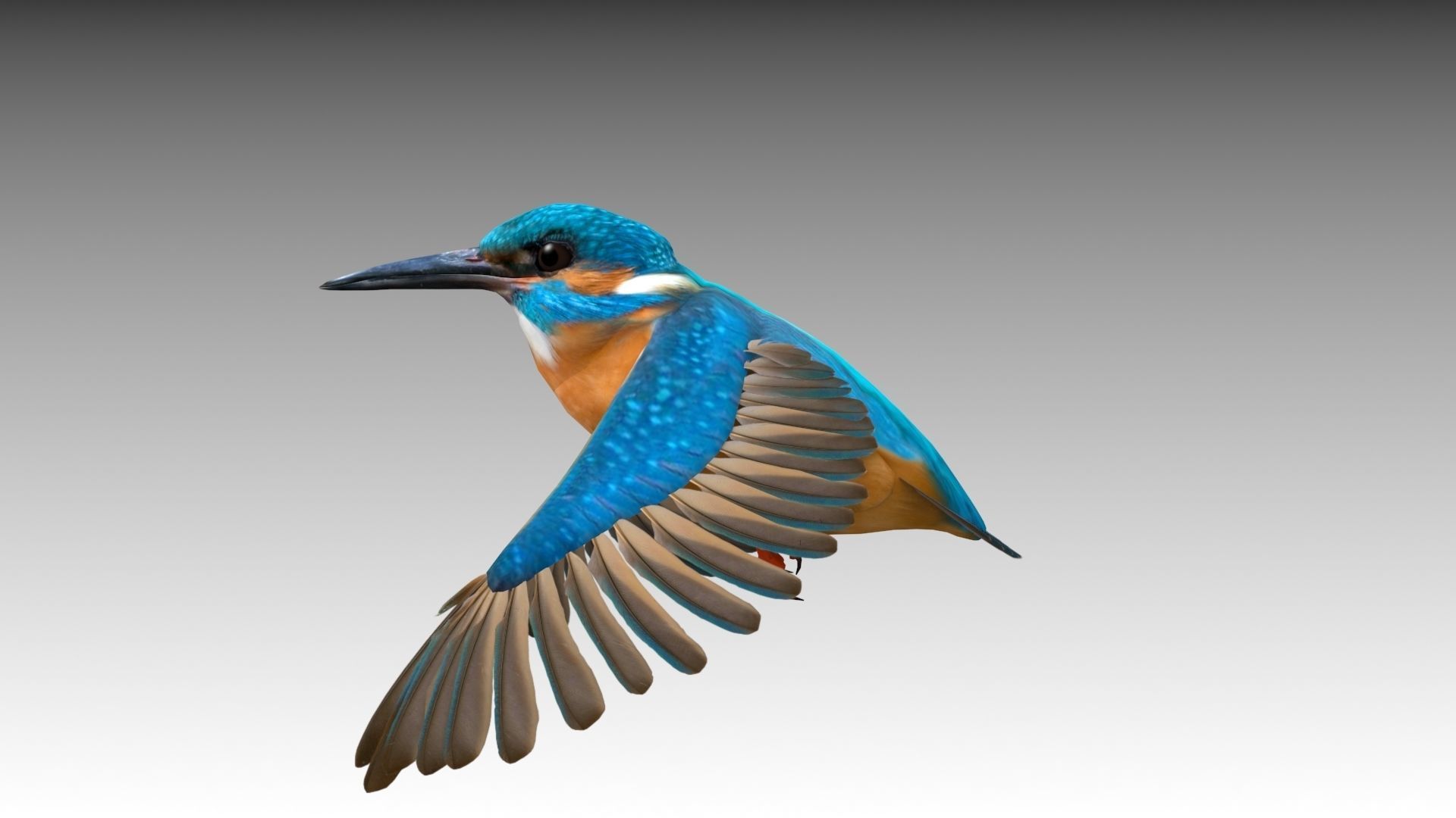 Kingfisher Low-poly 3D model_4