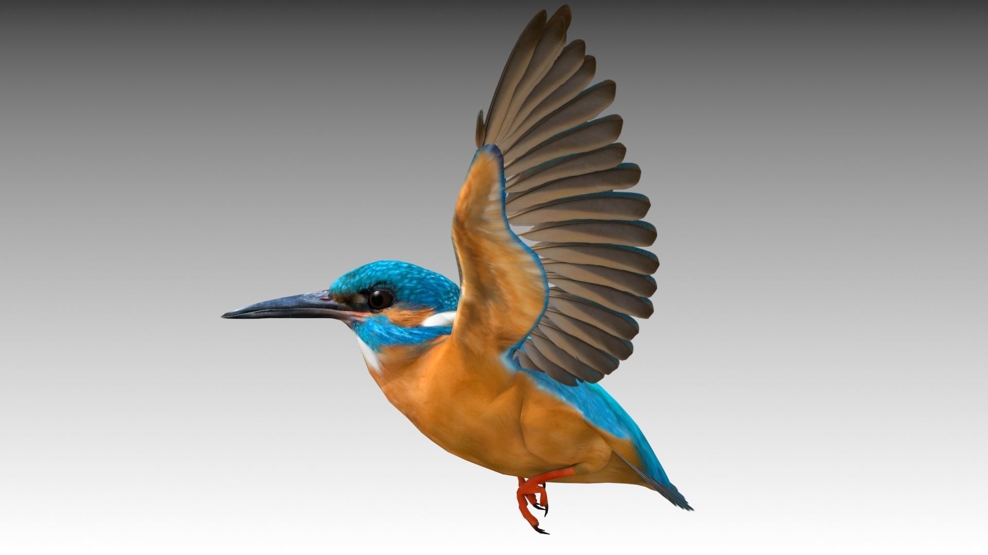 Kingfisher Low-poly 3D model_2