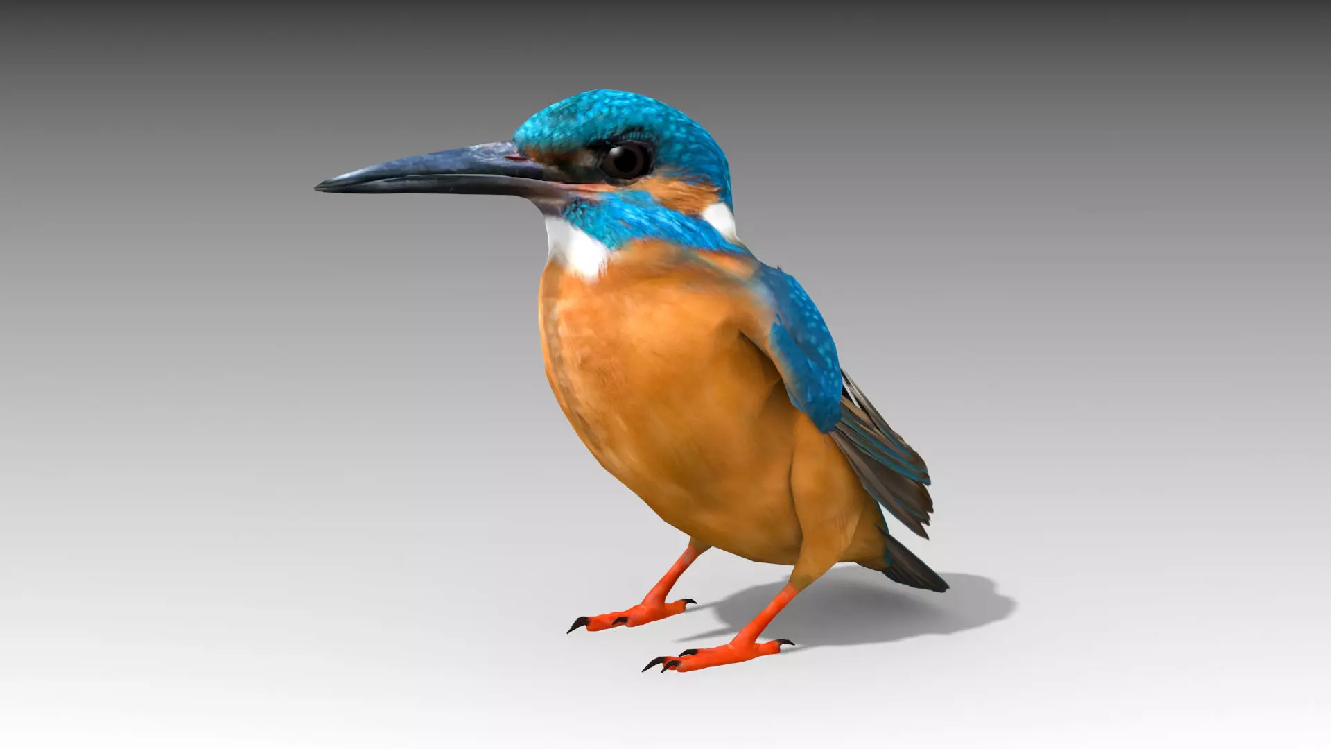 Kingfisher Low-poly 3D model_0