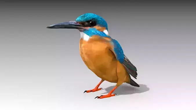Kingfisher Low-poly 3D model