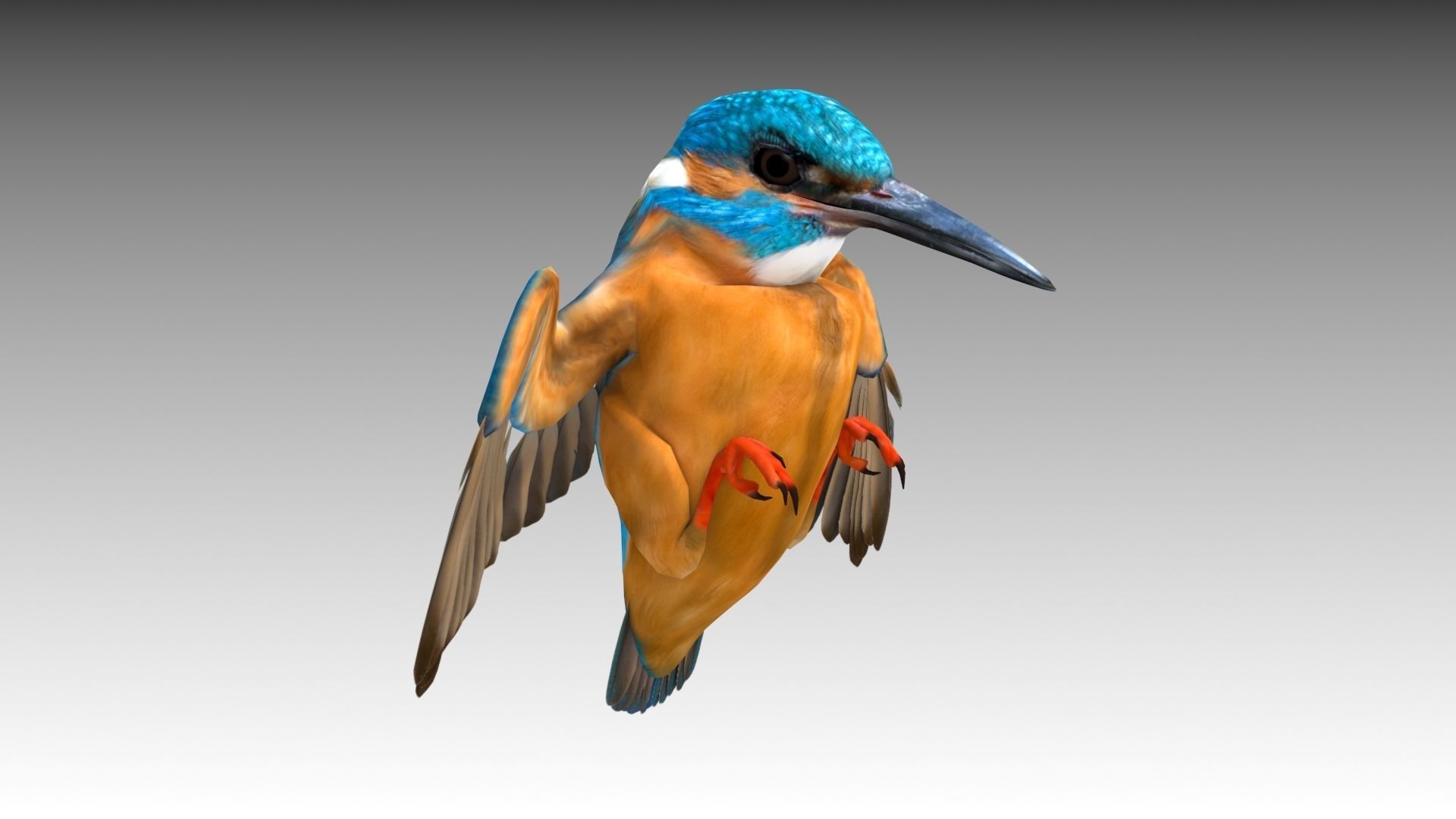 Kingfisher Low-poly 3D model_7