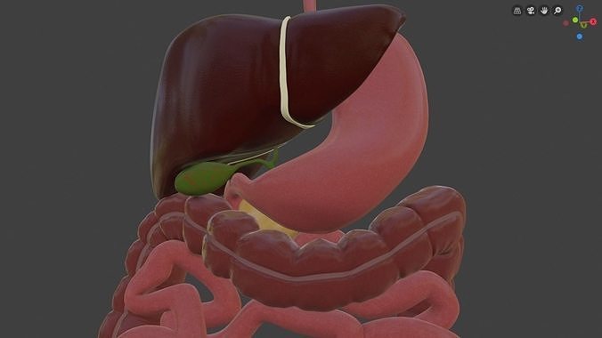 Digestive system Low-poly 3D model