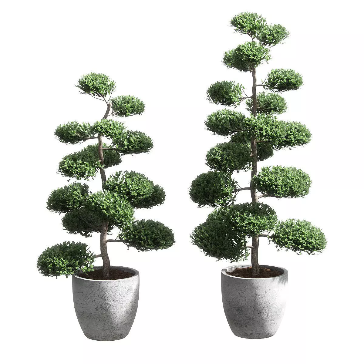Bonsai with spherical branches - 2 models 3D model_0