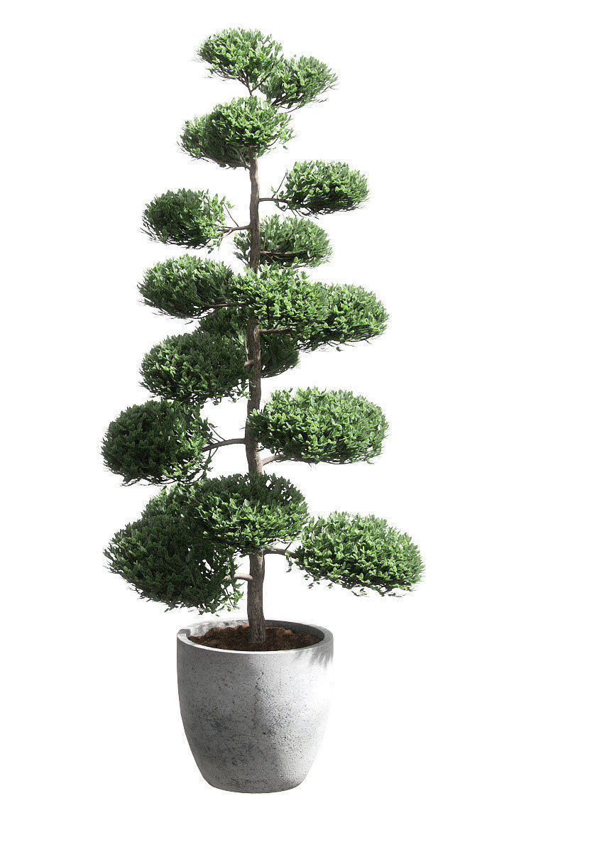 Bonsai with spherical branches - 2 models 3D model_2