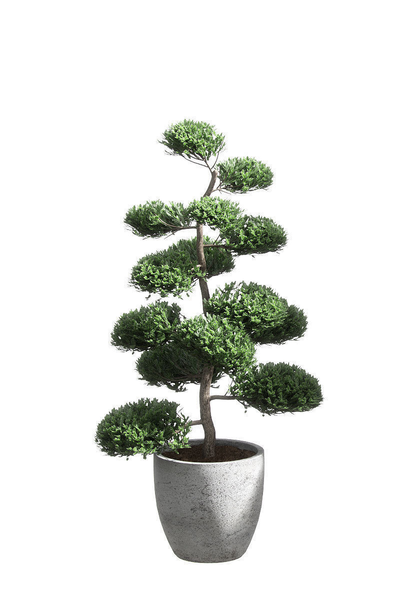 Bonsai with spherical branches - 2 models 3D model_1