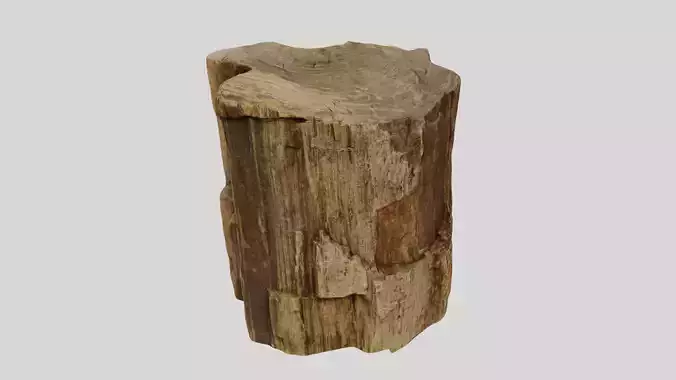 3D scanned petrified wood