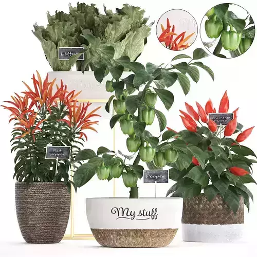 Decorative plants for the kitchen 387 peppers