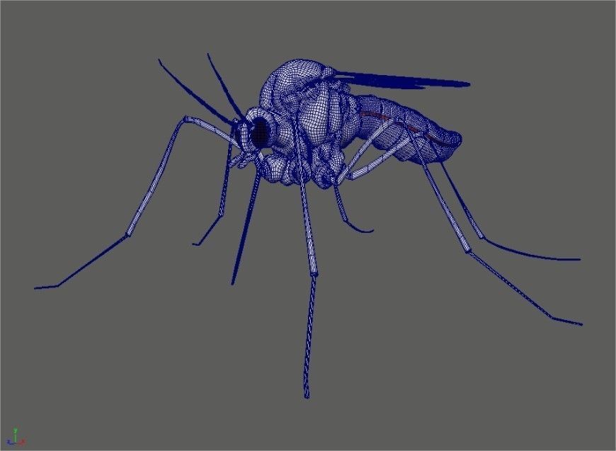 Midge mosquito 3D model_5