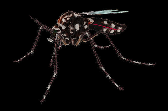Midge mosquito 3D model