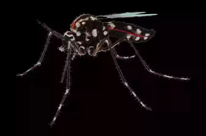 Midge mosquito 3D model