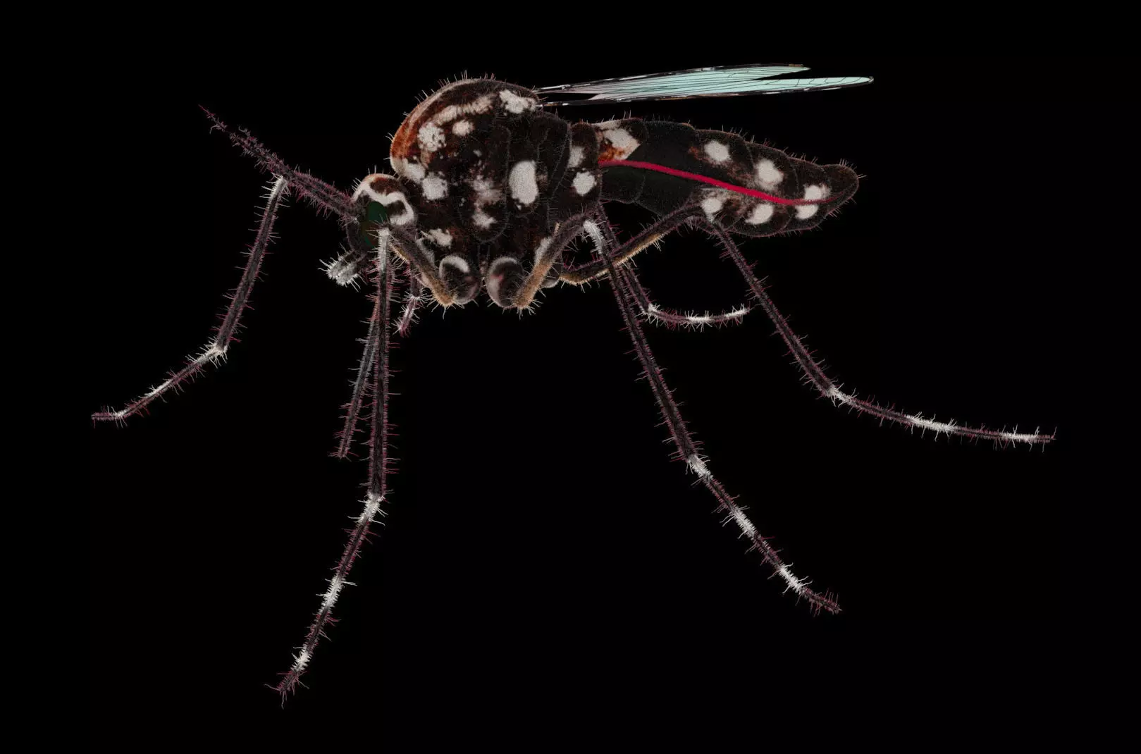 Midge mosquito 3D model_0