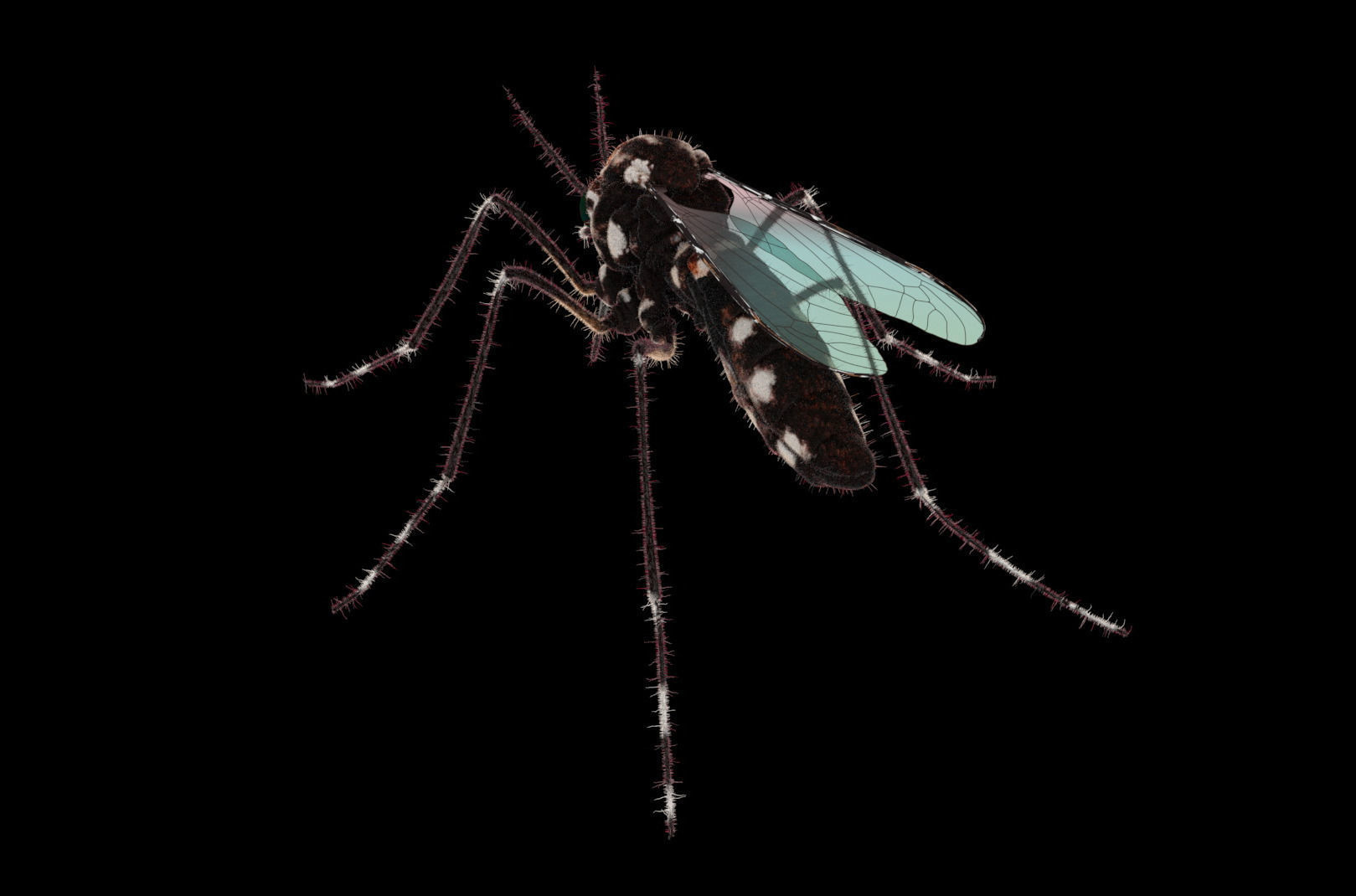 Midge mosquito 3D model_2