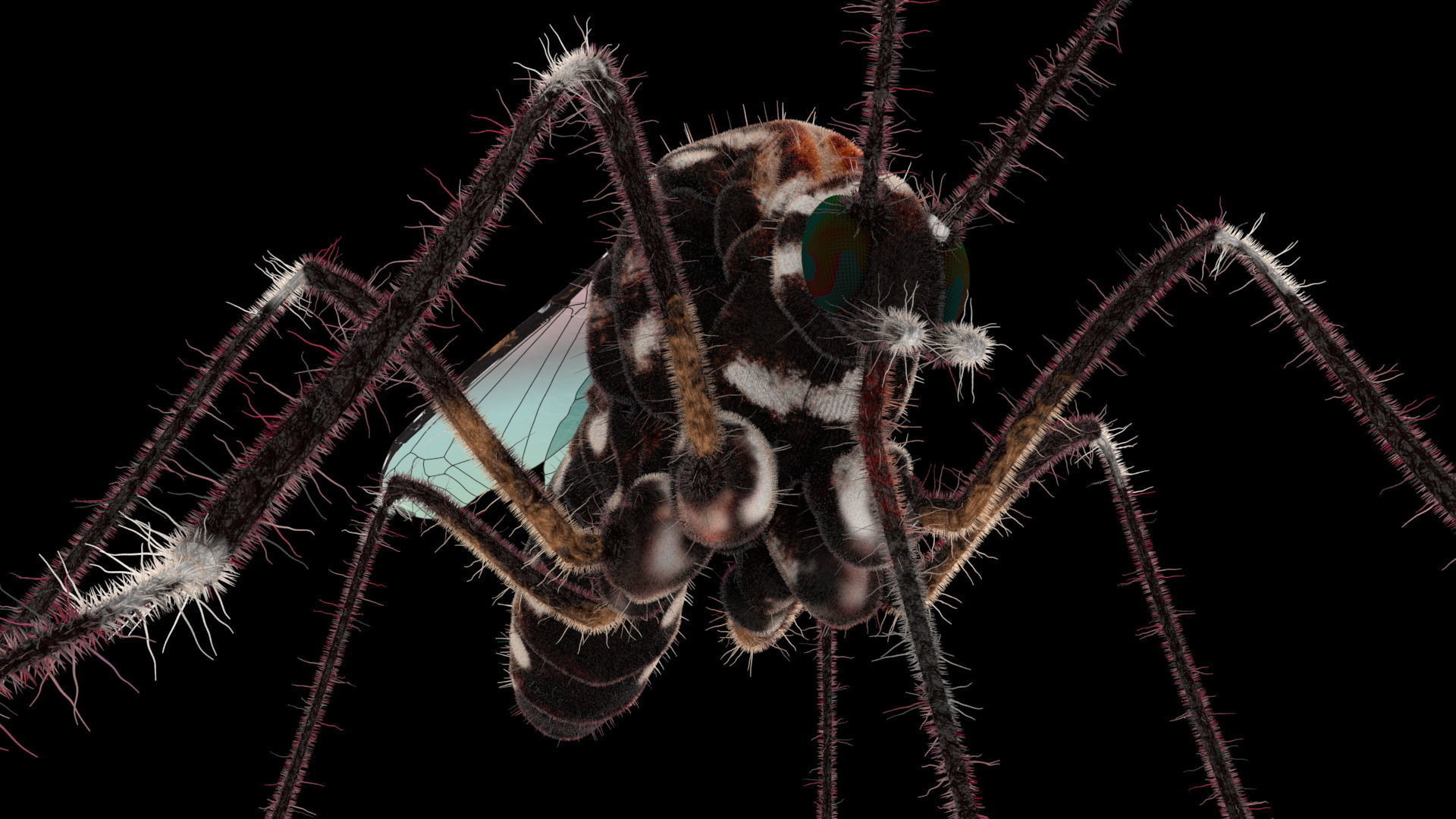 Midge mosquito 3D model_3