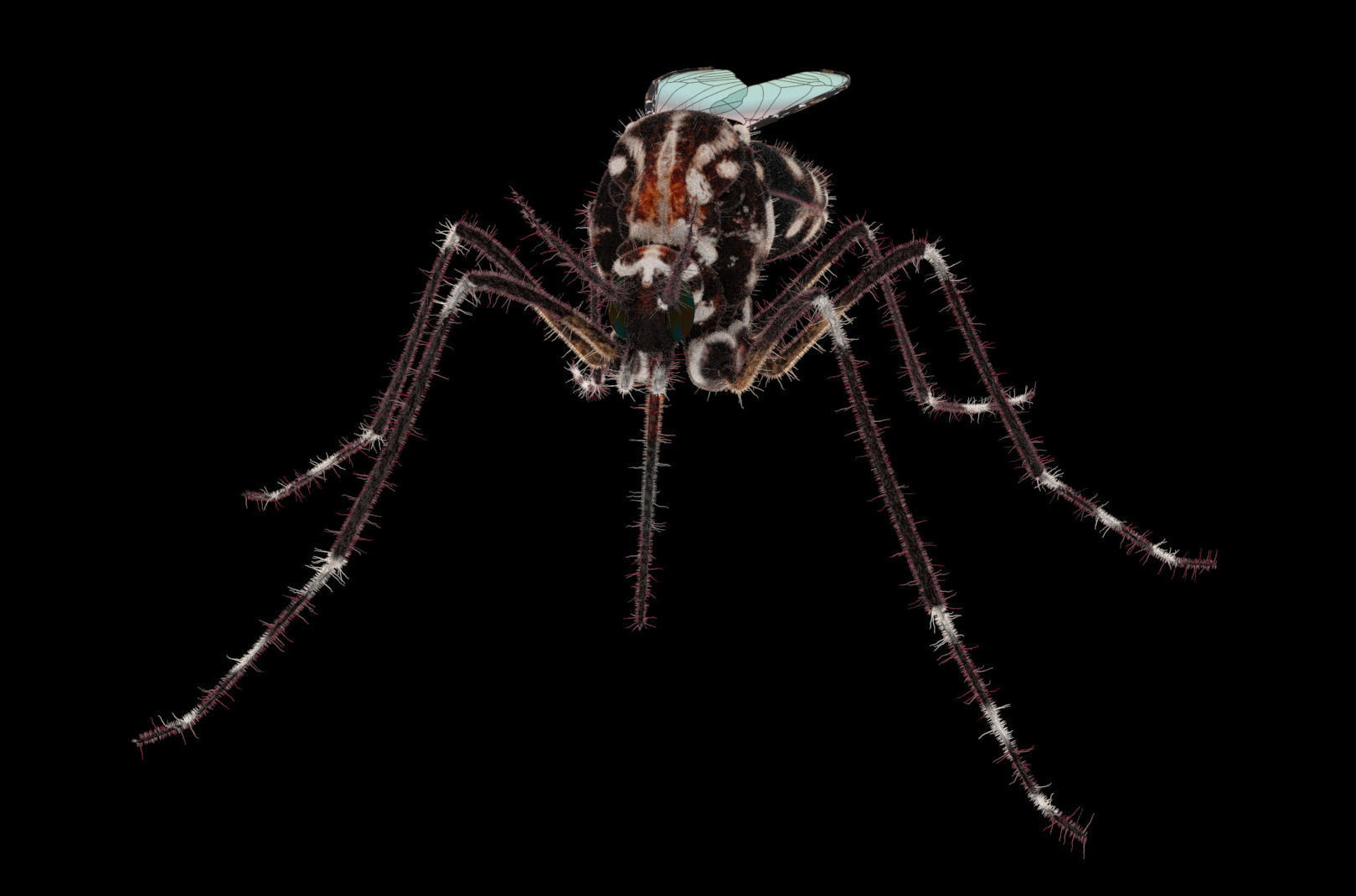 Midge mosquito 3D model_1