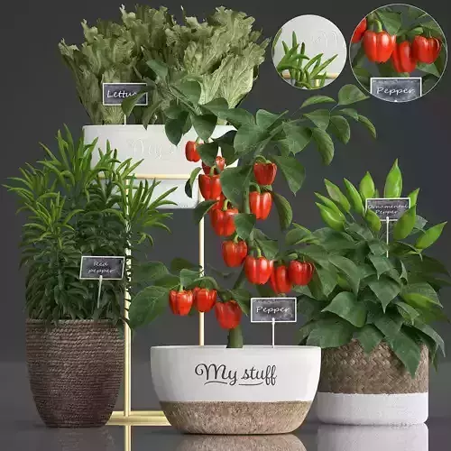 Decorative plants for the kitchen 388 peppers